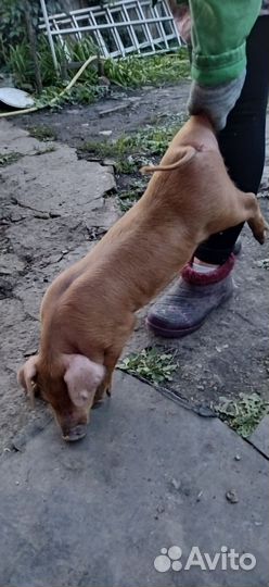 Поросята дюрок