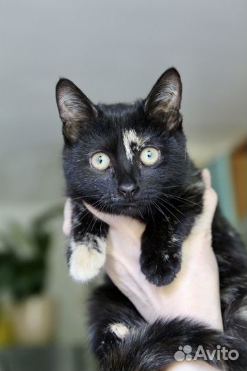 Сладкая Ириска ищет дом