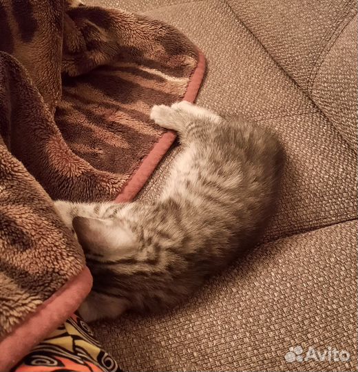 Бурманские котята