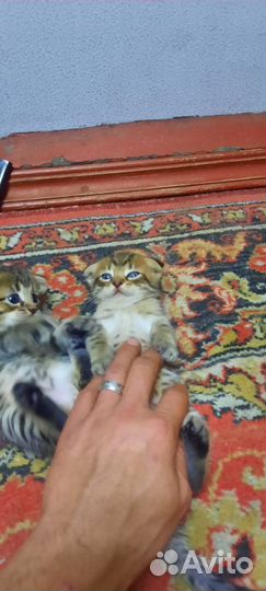 Кошка в добрые руки