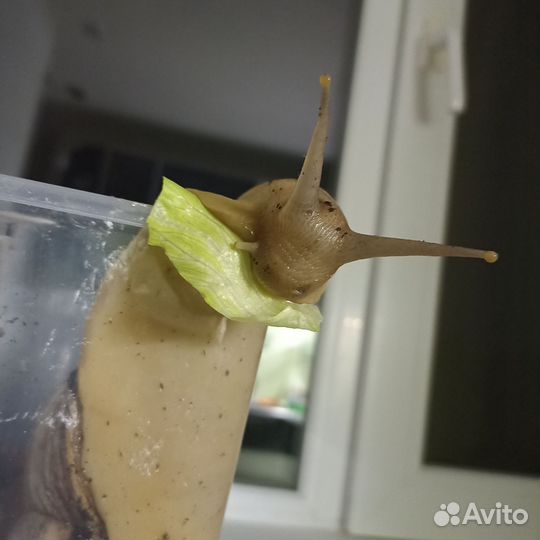Улитки ахатины бесплатно