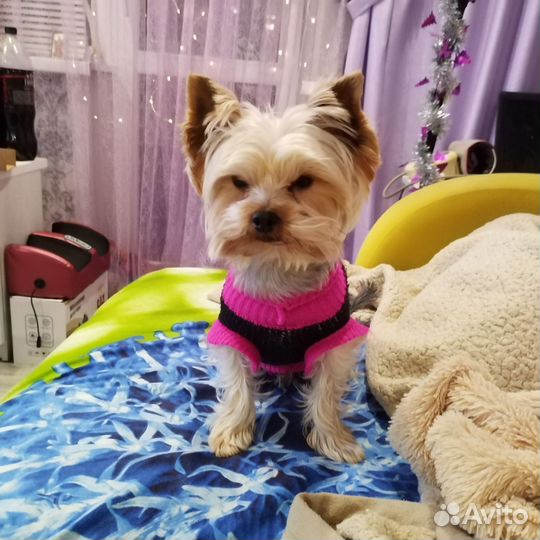 Йоркширский терьер вязка