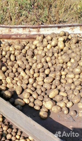 Картофель на корм скоту