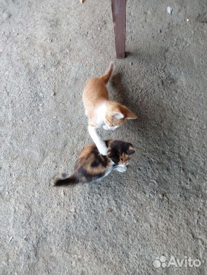 Отдам бесплатно котят
