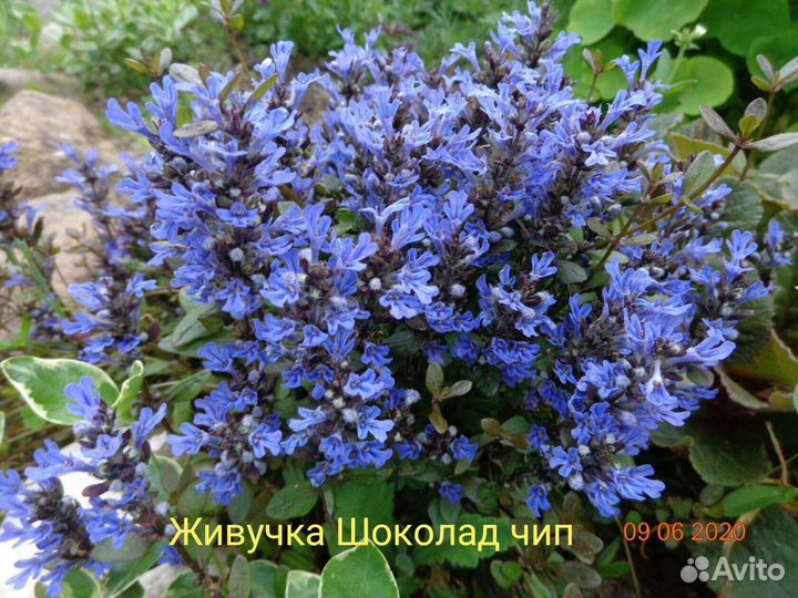 Многолетники для сада
