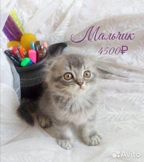 Шотландские котята