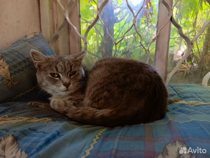 Кошка ищет дом