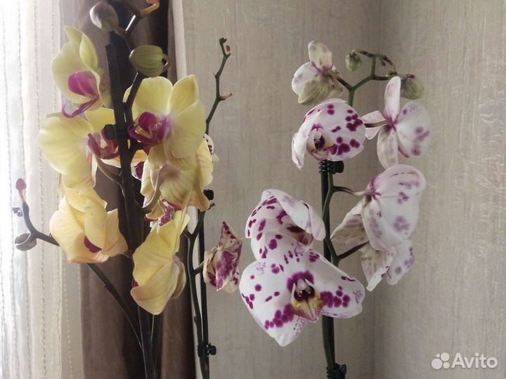Орхидея фаленопсис