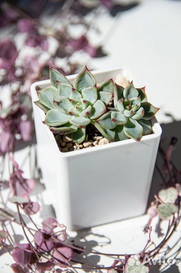 Суккуленты-3 эхеверии, пахиверии, граптоверия