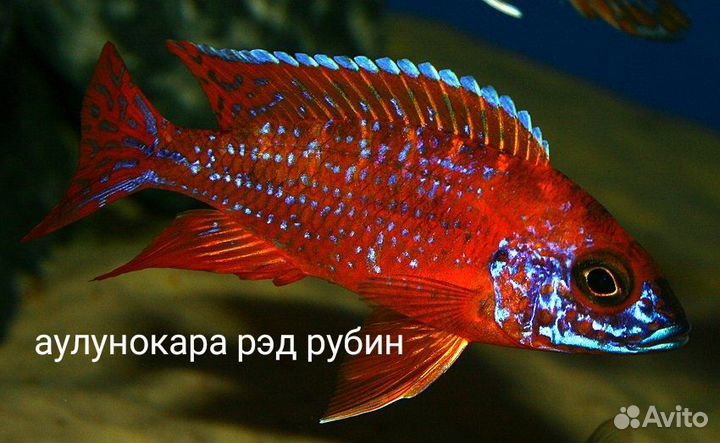 Цихлиды малавийцы