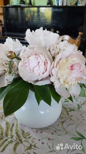 Пионы сортовые саженцы