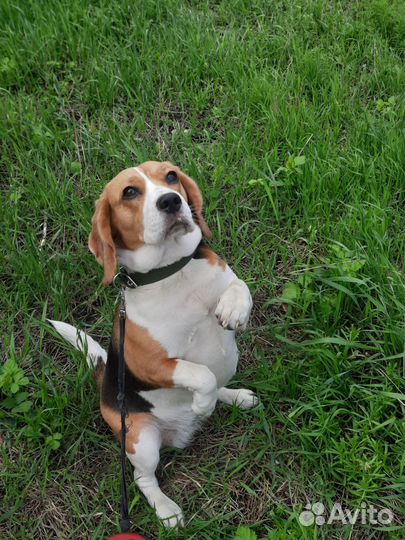 Бигль вязка