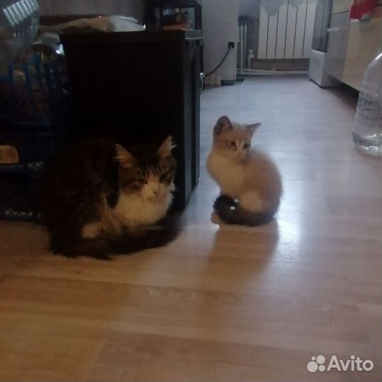 Кошка в дар бесплатно