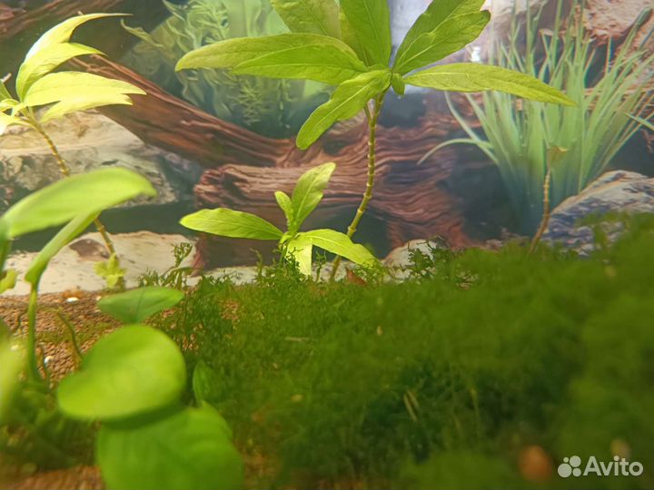 Аквариум 60л