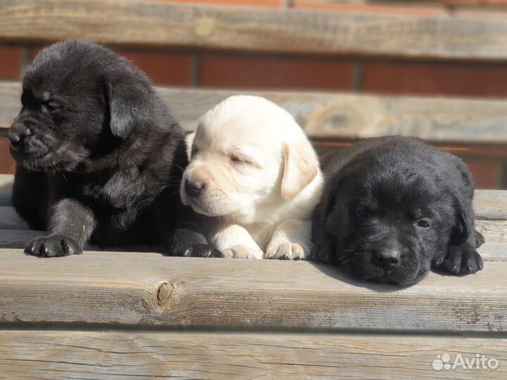 Щенки лабрадора