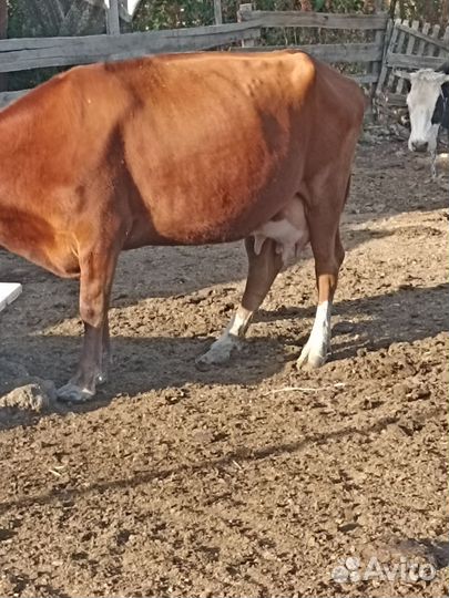 Коровы дойные