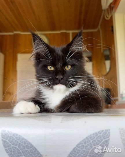 Котенок Мейн-кун