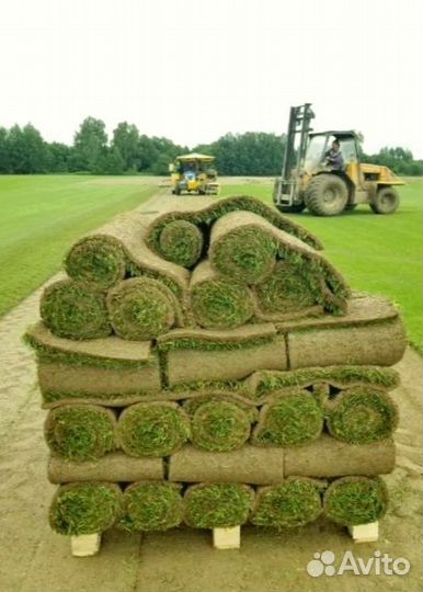 Рулонный газон