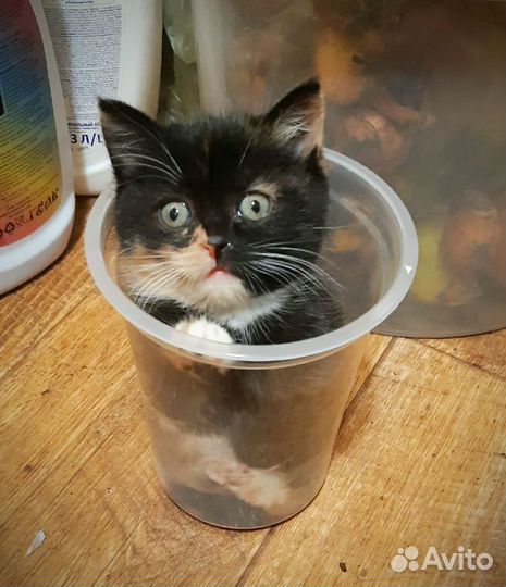 Котёнок девочка