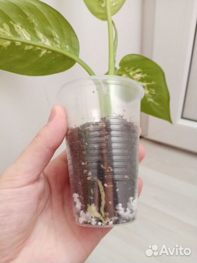 Диффенбахия Тропик сноу