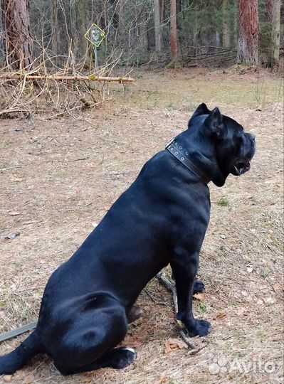 Вязка Кане корсо