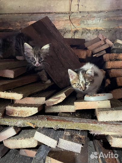 Деревенские котята