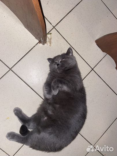 Британская кошечка