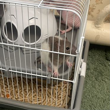 Декоративная крыса