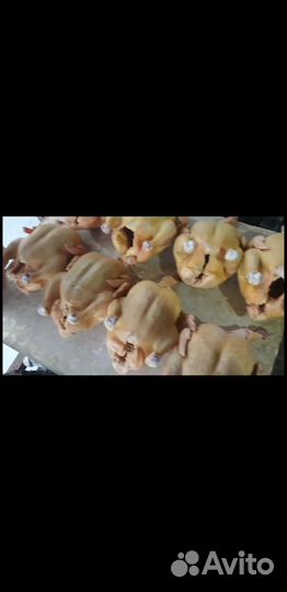 Мясо Броилера