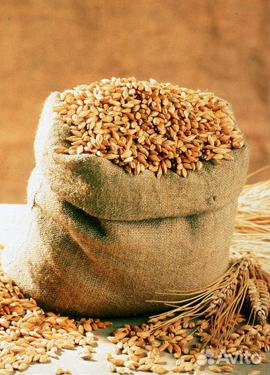 Зерно,дерть