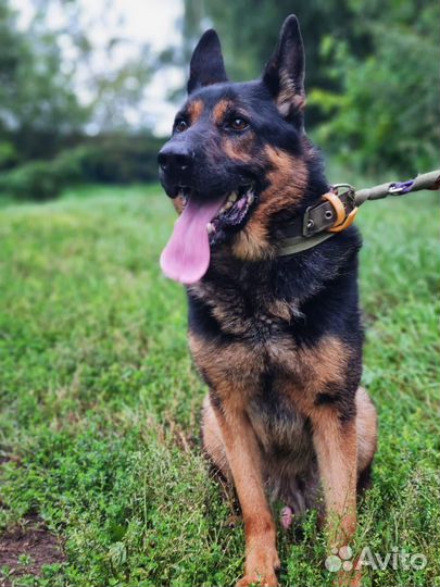 Собака в добрые руки из приюта