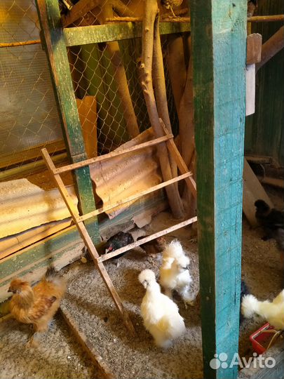 Продам молодёж фазаны,павлины,горлиц египетских хо