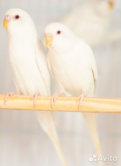 Волнистый попугай белые птенцы