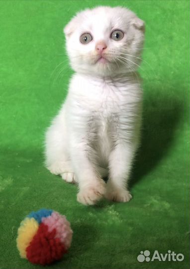 Шотландские котята