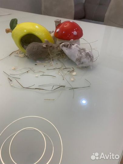 Хомяк кэмпбелла