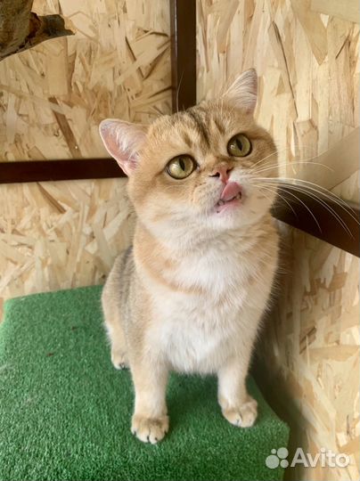 Шотландский кот вязка