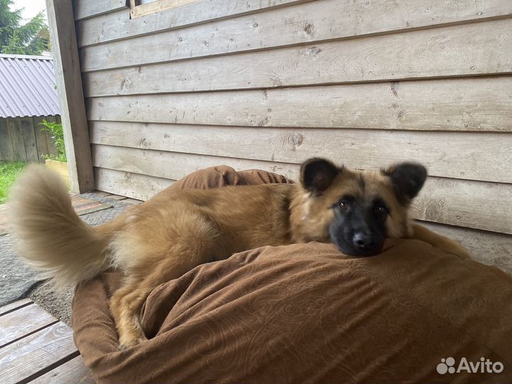 Мишель 7 месяцев собака для Души