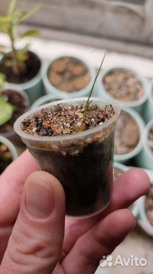 Суккулент Schizobasis Intricata