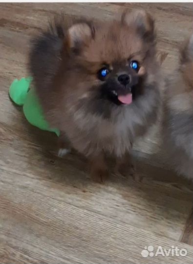 Шпицедетки