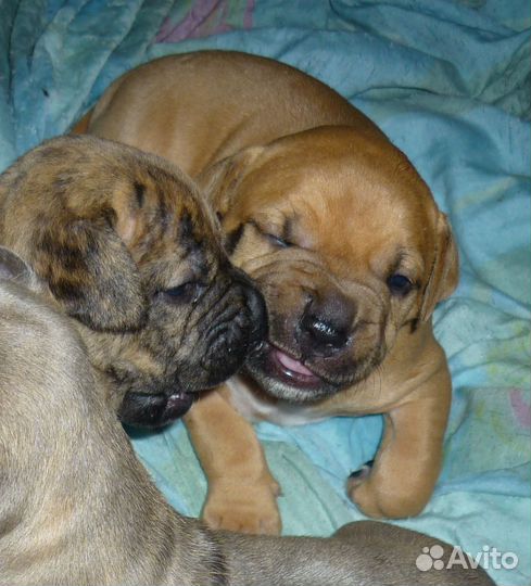 Щенки питбуля