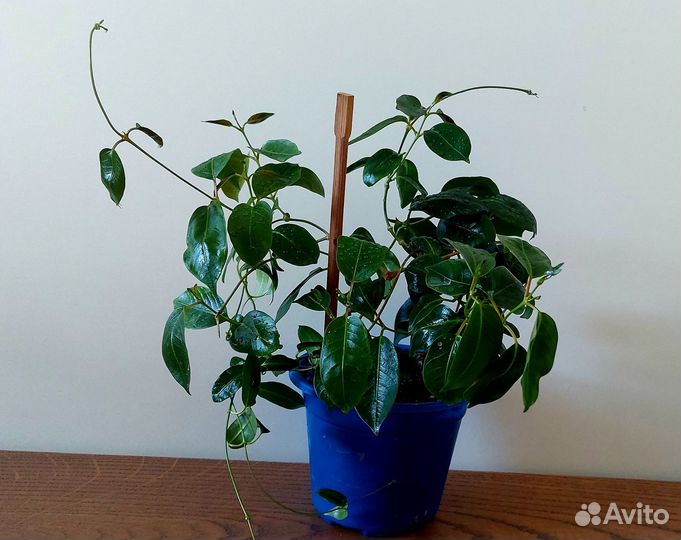 Дипладения (мандевилла) /адениум/ хойя