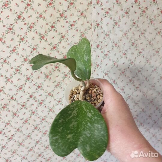 Hoya kerri spotted leaves /хойя керри спот ливс
