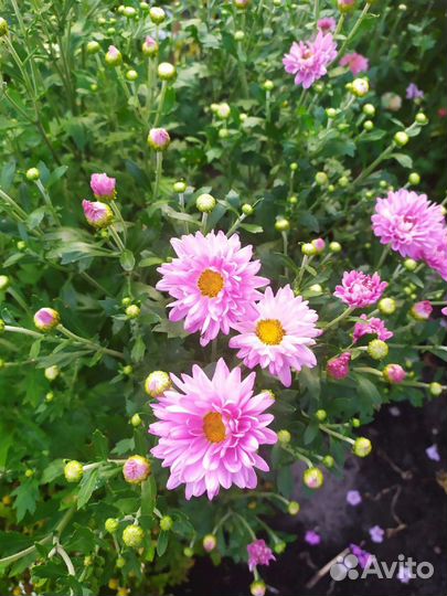 Хризантемы рано цветущие