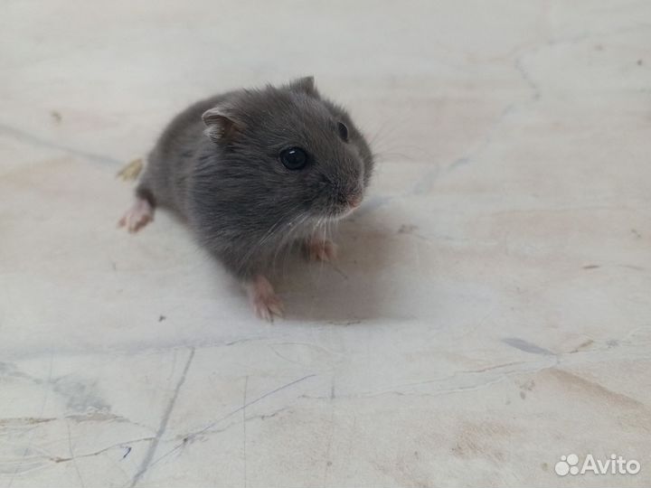 Джунгарский хомяк