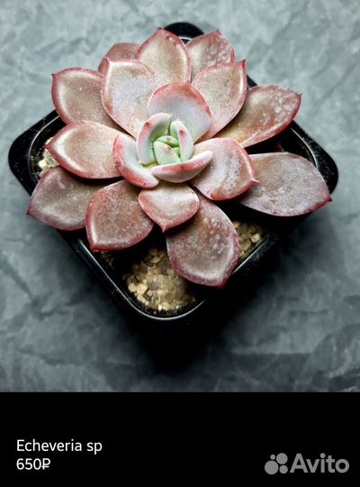 Суккуленты 3