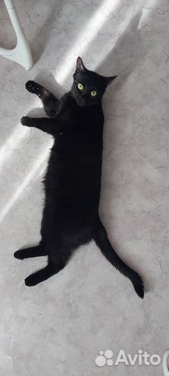 Коты в добрые руки