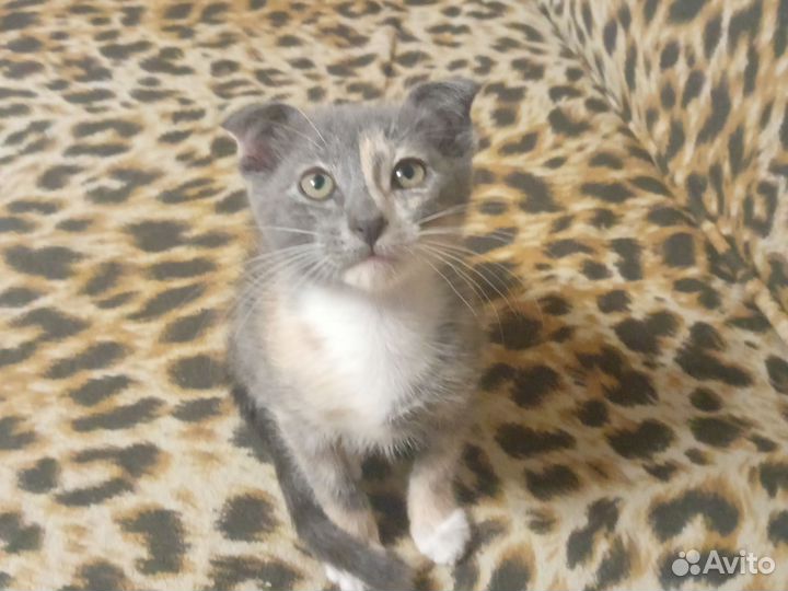 Котята в добрые руки бесплатно