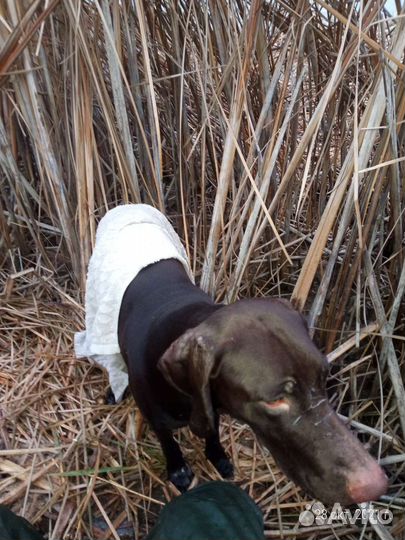 Курцхаар вязка