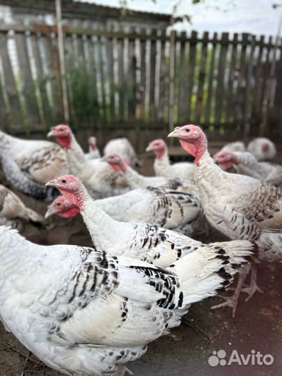 Индюки домашние