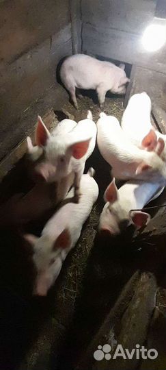 Домашние поросята